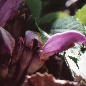 Photographie n°284730 du taxon Lathraea clandestina L. [1753]