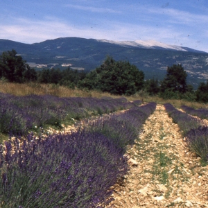 Photographie n°284738 du taxon Lavandula latifolia Medik. [1784]