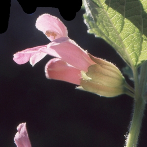 Photographie n°284742 du taxon Melittis melissophyllum L.