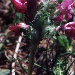 Photographie n°284857 du taxon Pedicularis cenisia Gaudin [1829]