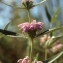  Liliane Roubaudi - Phlomis herba-venti L. [1753]