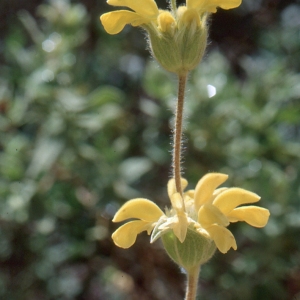 Photographie n°284865 du taxon Phlomis lychnitis L. [1753]