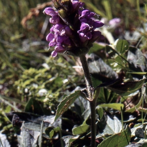 Photographie n°284869 du taxon Prunella grandiflora (L.) Schöller [1775]