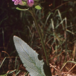Photographie n°284873 du taxon Prunella hastifolia Brot. [1804]