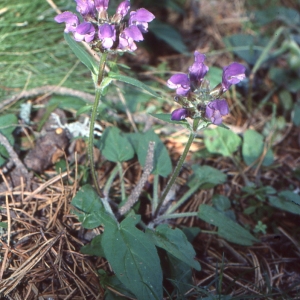 Photographie n°284875 du taxon Prunella hyssopifolia L. [1753]