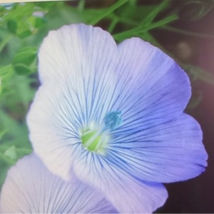 Photographie n°284898 du taxon Linum austriacum L. [1753]