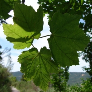 Photographie n°284960 du taxon Acer opalus Mill. [1768]