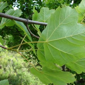 Photographie n°284967 du taxon Acer opalus Mill. [1768]