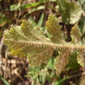 Photographie n°284968 du taxon Sinapis alba L. [1753]