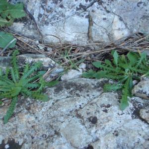 Photographie n°284983 du taxon Crepis leontodontoides All. [1789]