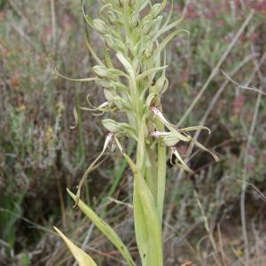 Photographie n°284991 du taxon Himantoglossum hircinum (L.) Spreng. [1826]