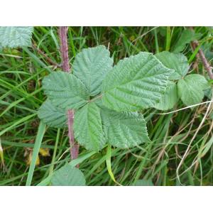 Rubus tuberculatus Bab.