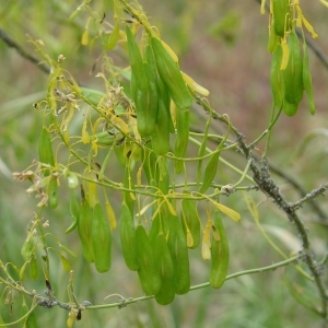 Photographie n°285040 du taxon Isatis tinctoria L. [1753]