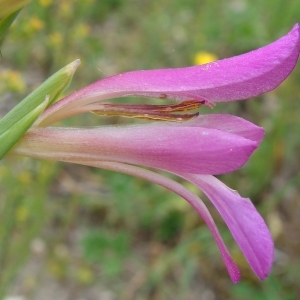 Photographie n°285051 du taxon Gladiolus italicus Mill. [1768]