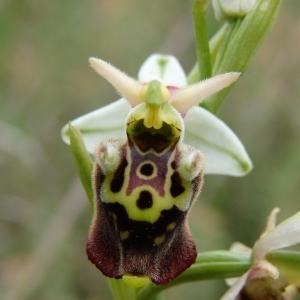 Photographie n°285093 du taxon Ophrys druentica P.Delforge & Viglione [2006]