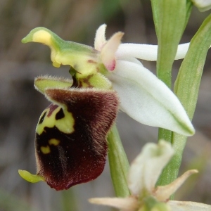 Photographie n°285094 du taxon Ophrys druentica P.Delforge & Viglione [2006]