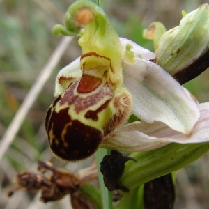 Photographie n°285109 du taxon Ophrys apifera Huds. [1762]