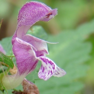 Photographie n°285123 du taxon Lamium maculatum (L.) L. [1763]