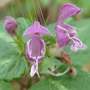 Photographie n°285126 du taxon Lamium maculatum (L.) L. [1763]