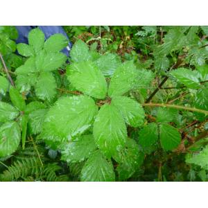 Rubus nitidiformis sensu auct.