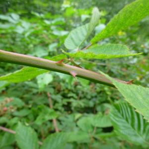 Photographie n°285201 du taxon Rubus sulcatus Vest [1821]