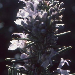 Photographie n°285204 du taxon Rosmarinus officinalis L.