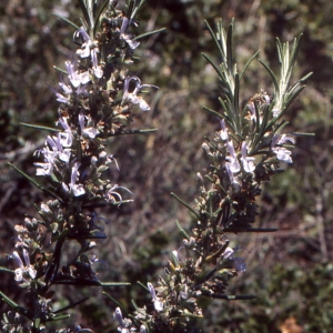 Photographie n°285206 du taxon Rosmarinus officinalis L.