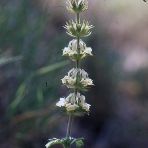 Sideritis orocharis Gand.