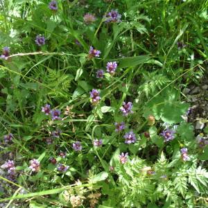 Photographie n°285225 du taxon Prunella vulgaris L. [1753]