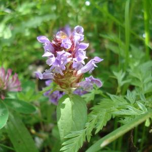 Photographie n°285226 du taxon Prunella vulgaris L. [1753]