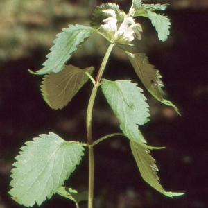 Photographie n°285250 du taxon Lamium album L.