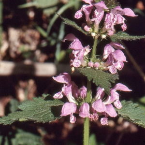 Photographie n°285262 du taxon Lamium garganicum L. [1763]