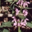  Liliane Roubaudi - Lamium garganicum L. [1763]