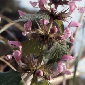 Photographie n°285265 du taxon Lamium maculatum (L.) L. [1763]