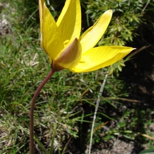 Photographie n°285293 du taxon Tulipa sylvestris subsp. australis (Link) Pamp. [1914]