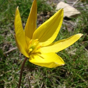 Photographie n°285294 du taxon Tulipa sylvestris subsp. australis (Link) Pamp. [1914]