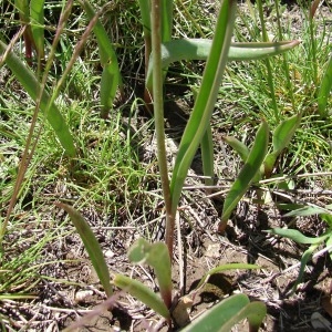 Photographie n°285296 du taxon Tulipa sylvestris subsp. australis (Link) Pamp. [1914]
