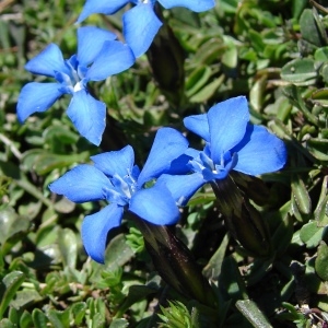 Photographie n°285310 du taxon Gentiana verna L. [1753]