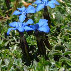 Photographie n°285311 du taxon Gentiana verna L. [1753]