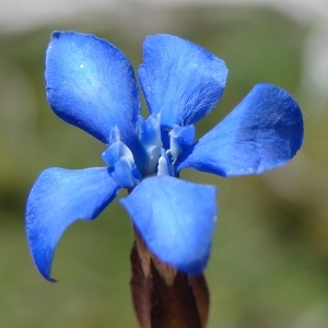 Photographie n°285313 du taxon Gentiana verna L. [1753]