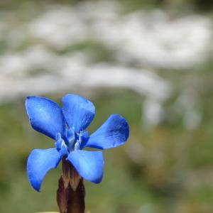 Photographie n°285314 du taxon Gentiana verna L. [1753]