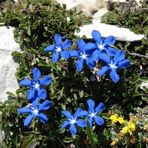 Photographie n°285320 du taxon Gentiana verna L. [1753]