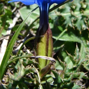 Photographie n°285322 du taxon Gentiana verna L. [1753]