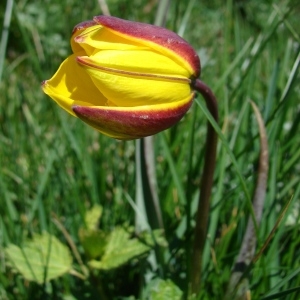 Photographie n°285323 du taxon Tulipa sylvestris subsp. australis (Link) Pamp. [1914]