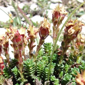 Photographie n°285329 du taxon Saxifraga oppositifolia L. [1753]