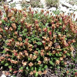 Photographie n°285330 du taxon Saxifraga oppositifolia L. [1753]