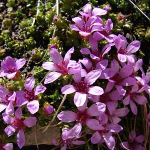 Photographie n°285340 du taxon Saxifraga oppositifolia L. [1753]