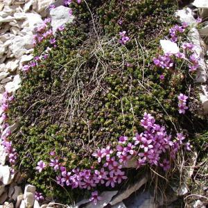 Photographie n°285341 du taxon Saxifraga oppositifolia L. [1753]