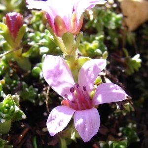 Photographie n°285343 du taxon Saxifraga oppositifolia L. [1753]