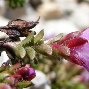 Photographie n°285344 du taxon Saxifraga oppositifolia L. [1753]